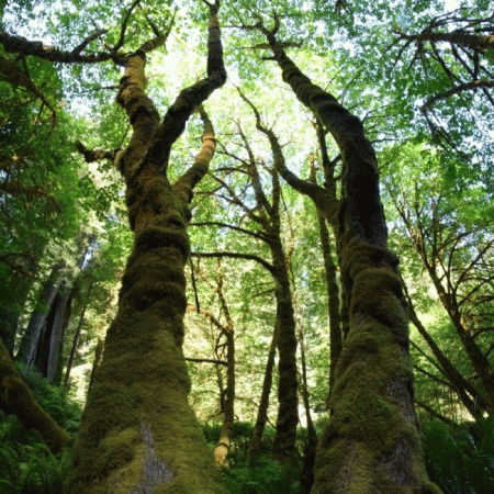 Evergreen Refuge : Growing